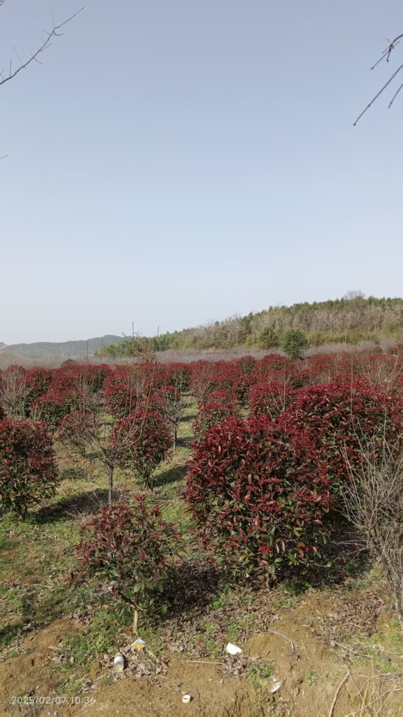 红叶石楠球，红叶石楠树。种植基地直供，欢迎前来看货