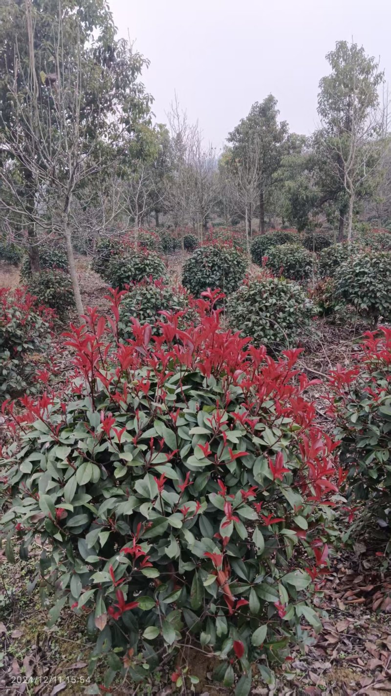 红叶石楠球，红叶石楠树。种植基地直供，欢迎前来看货