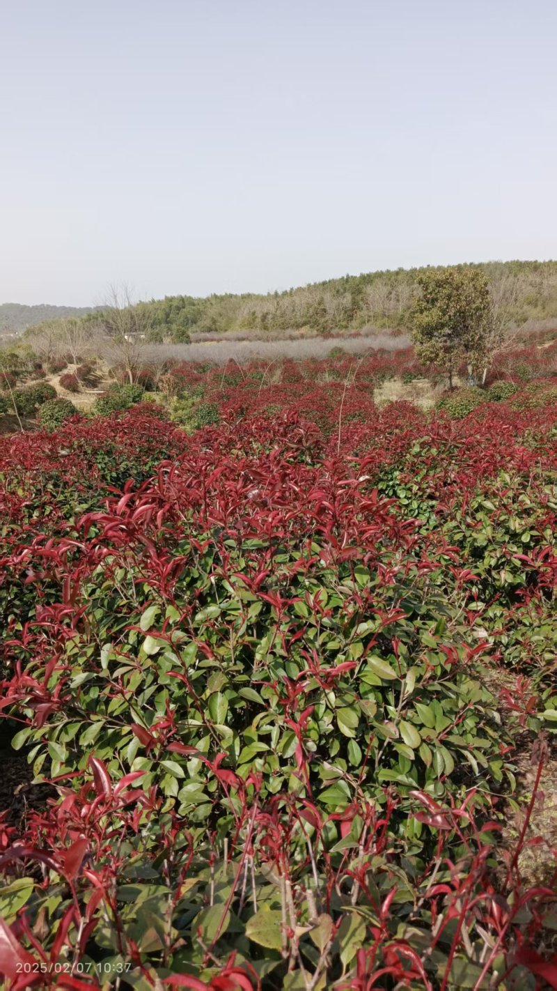 红叶石楠球，红叶石楠树。种植基地直供，欢迎前来看货
