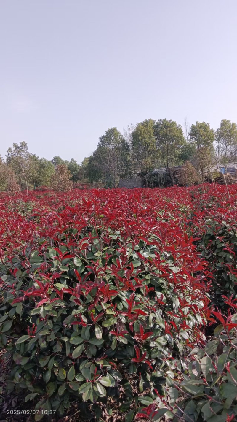 红叶石楠球，红叶石楠树。种植基地直供，欢迎前来看货