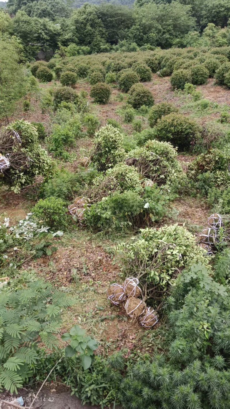 红叶石楠球，红叶石楠树。种植基地直供，欢迎前来看货