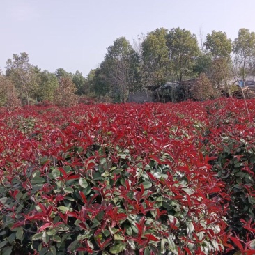 红叶石楠球，红叶石楠树。种植基地直供，欢迎前来看货