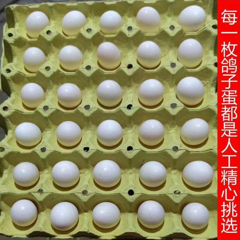 鲜鸽子蛋