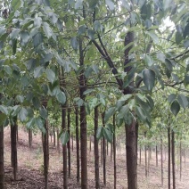 10公分杀头发帽香樟，1香樟树种植基地直发，欢迎老板视频