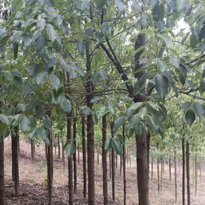 10公分杀头发帽香樟，1香樟树种植基地直发，欢迎老板视频
