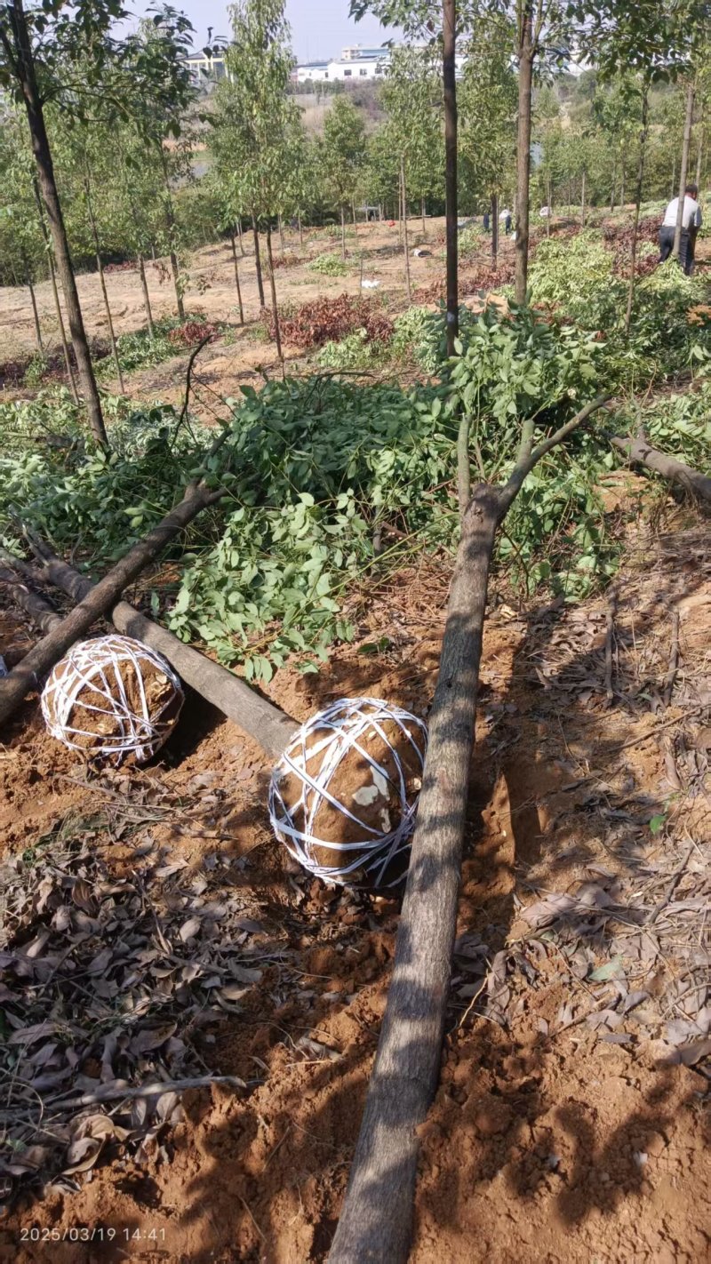 10公分杀头发帽香樟，1香樟树种植基地直发，欢迎老板视频