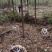 10公分杀头发帽香樟，1香樟树种植基地直发，欢迎老板视频
