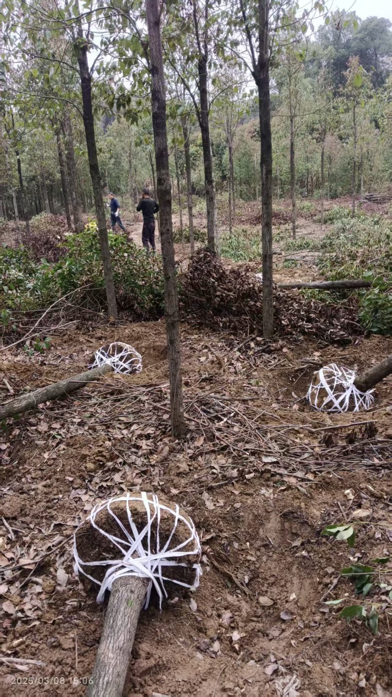 10公分杀头发帽香樟，1香樟树种植基地直发，欢迎老板视频