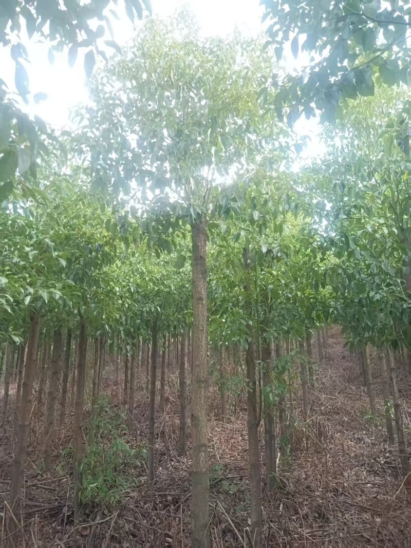 10公分杀头发帽香樟，1香樟树种植基地直发，欢迎老板视频