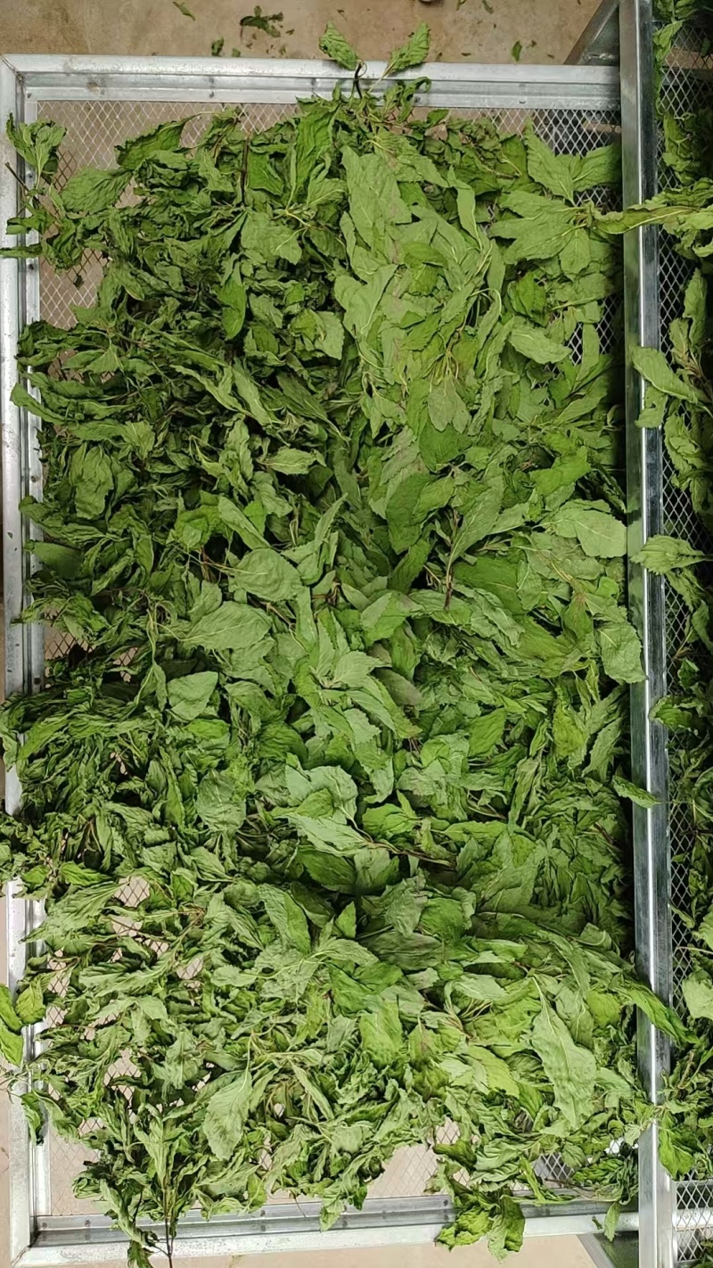薄荷尖出售