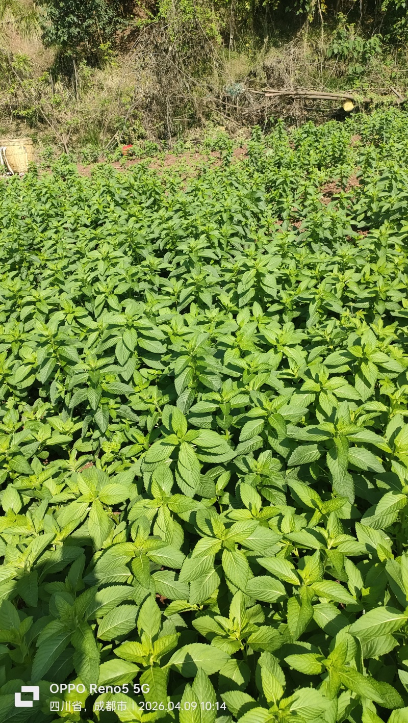 薄荷尖出售