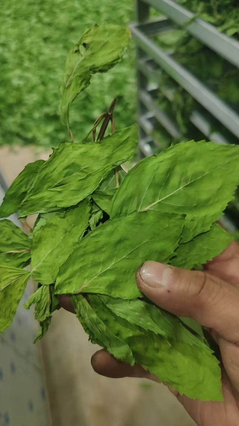 薄荷尖出售
