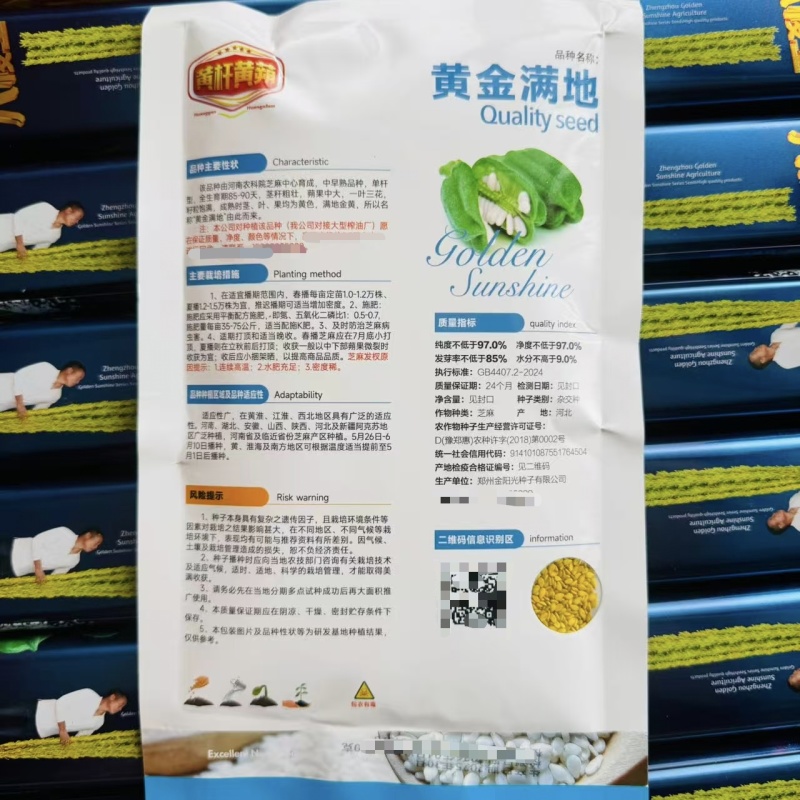黄金满地芝麻种子早熟三黄白芝麻种籽高产黄杆黄蒴芝麻种子