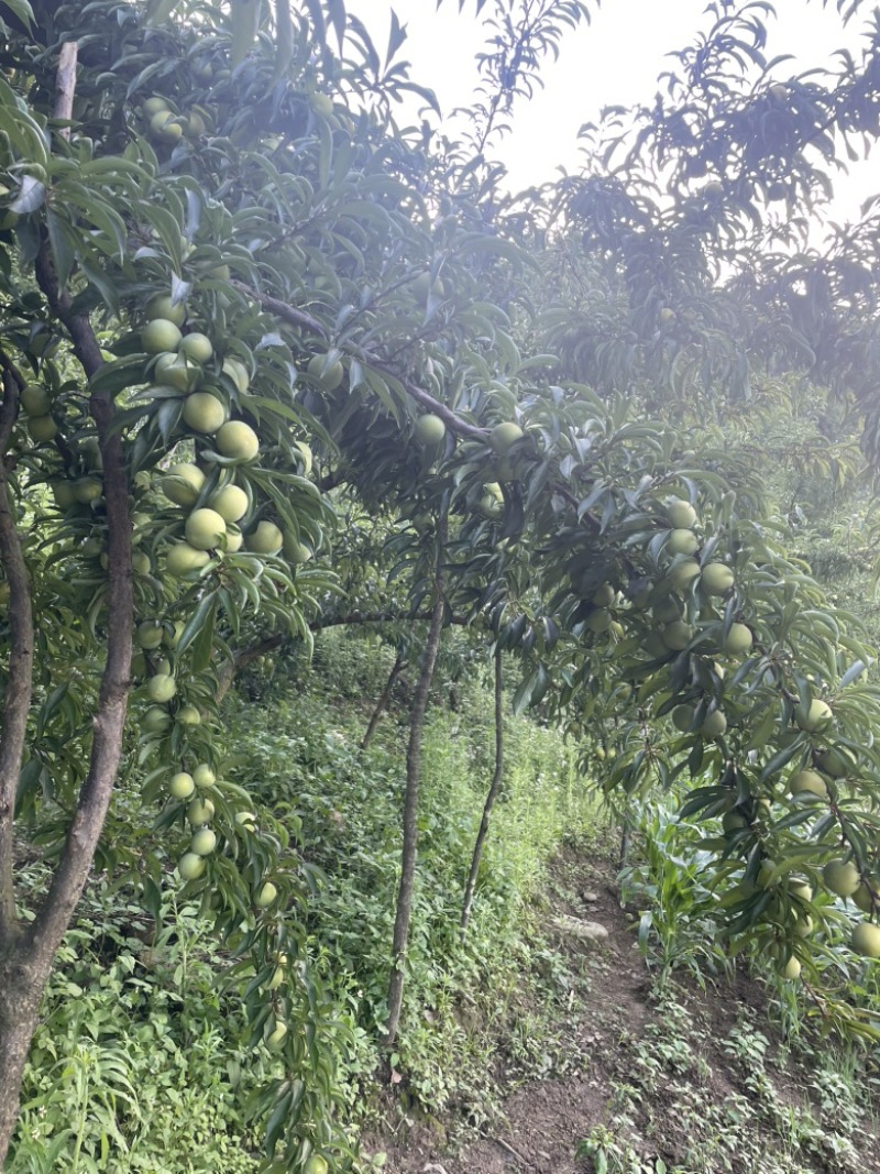 镇宁钧屹农业六马蜂糖李