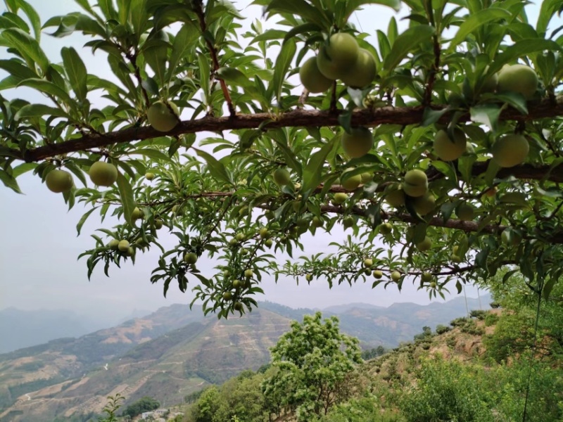 镇宁钧屹农业六马蜂糖李
