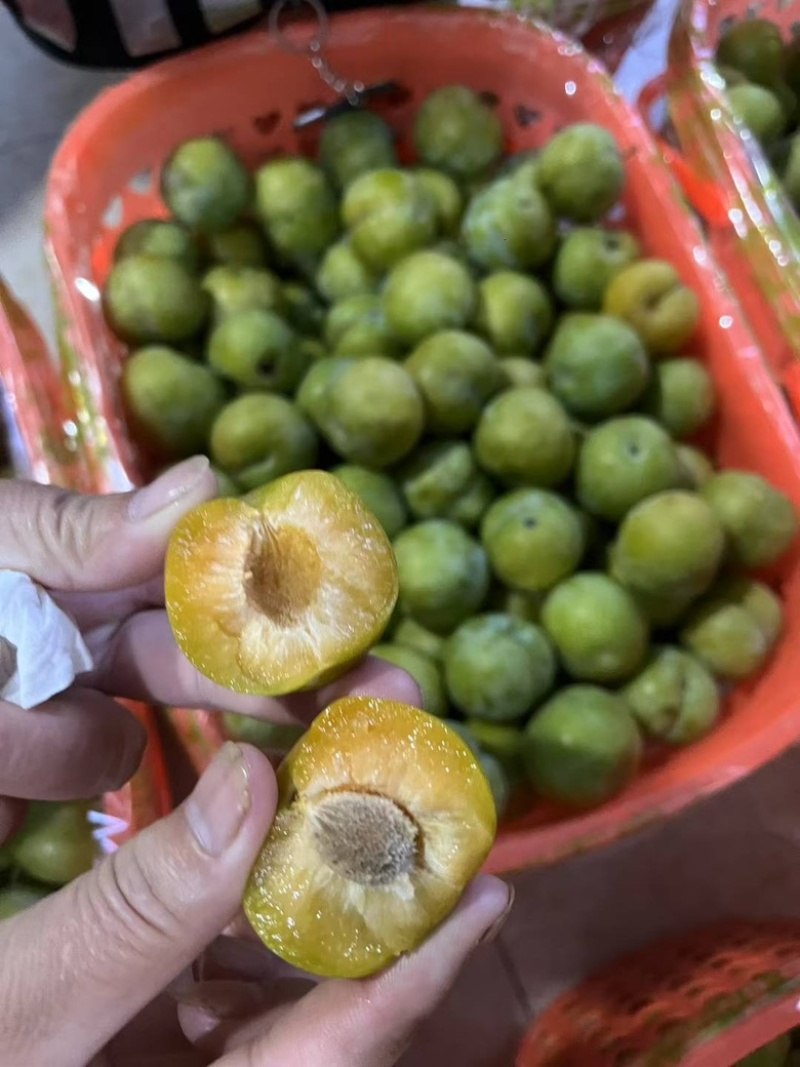 镇宁钧屹农业六马蜂糖李