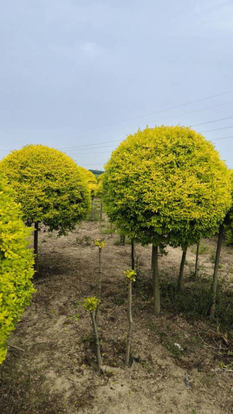 亮晶女贞基地批发直销亮晶女贞棒棒糖亮晶枝条