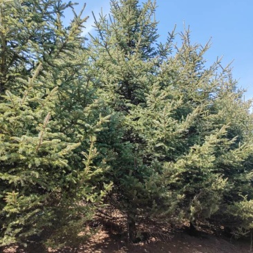 甘肃云杉种植基地供应全国品种优良成活率高免费指导