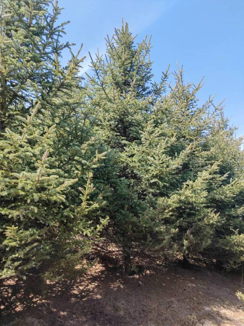 甘肃云杉种植基地供应全国品种优良成活率高免费指导