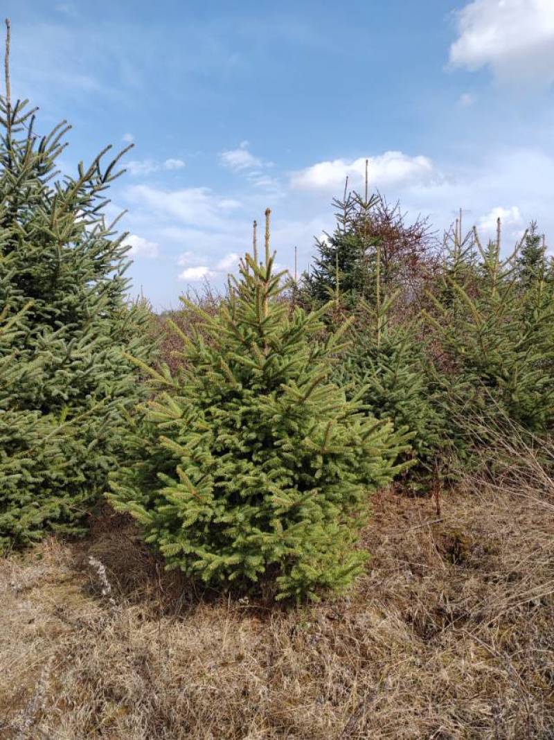 甘肃云杉种植基地供应全国品种优良成活率高免费指导