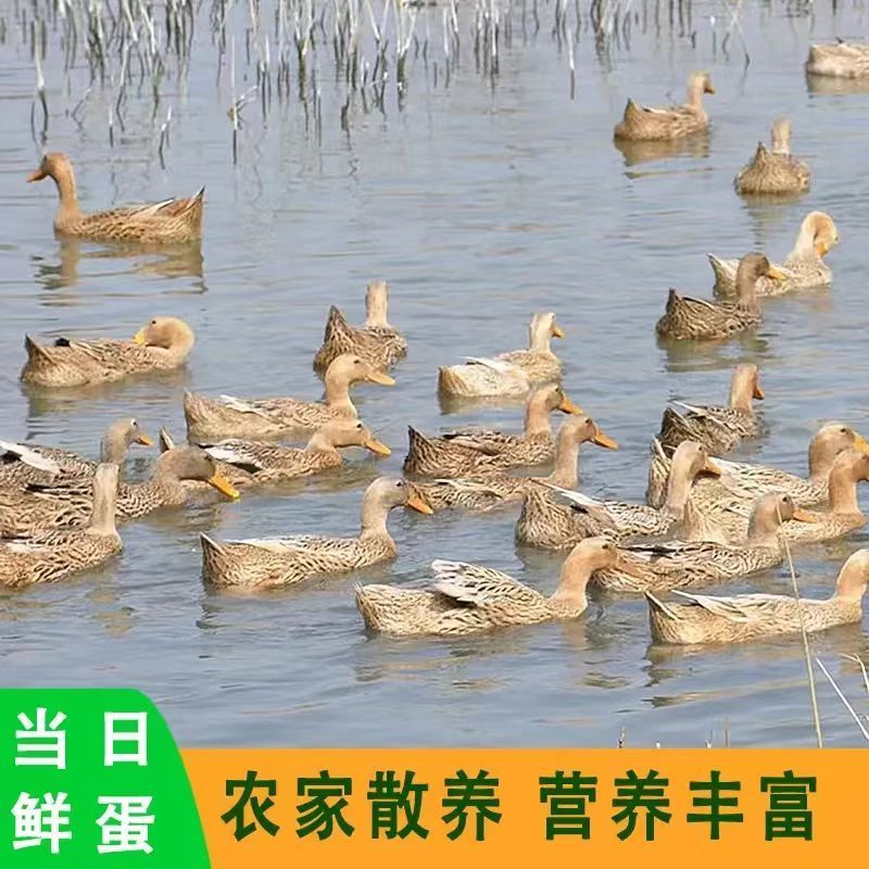 个大生鲜鸭蛋土鸭蛋新鲜农家散养五谷喂养鸭蛋鸭河边现发
