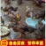 个大生鲜鸭蛋土鸭蛋新鲜农家散养五谷喂养鸭蛋鸭河边现发