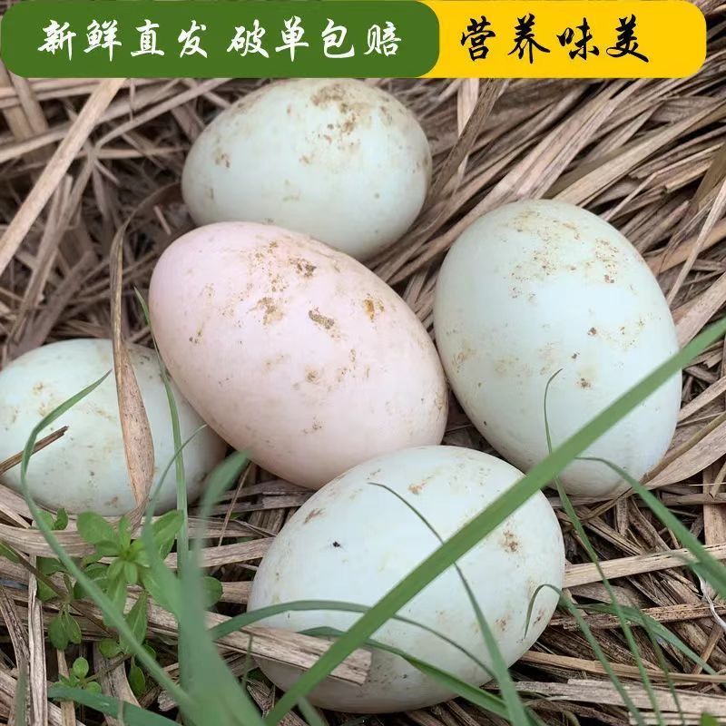 个大生鲜鸭蛋土鸭蛋新鲜农家散养五谷喂养鸭蛋鸭河边现发