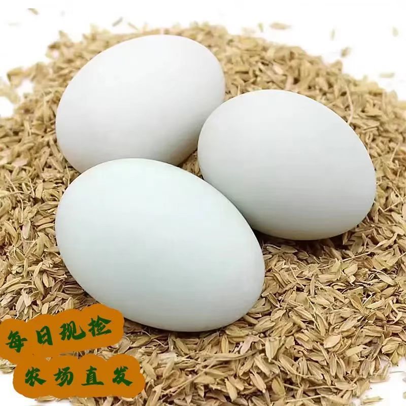个大生鲜鸭蛋土鸭蛋新鲜农家散养五谷喂养鸭蛋鸭河边现发