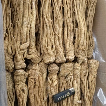 精品水洗有硫黄当归批发诚信经营一手货源全国发货