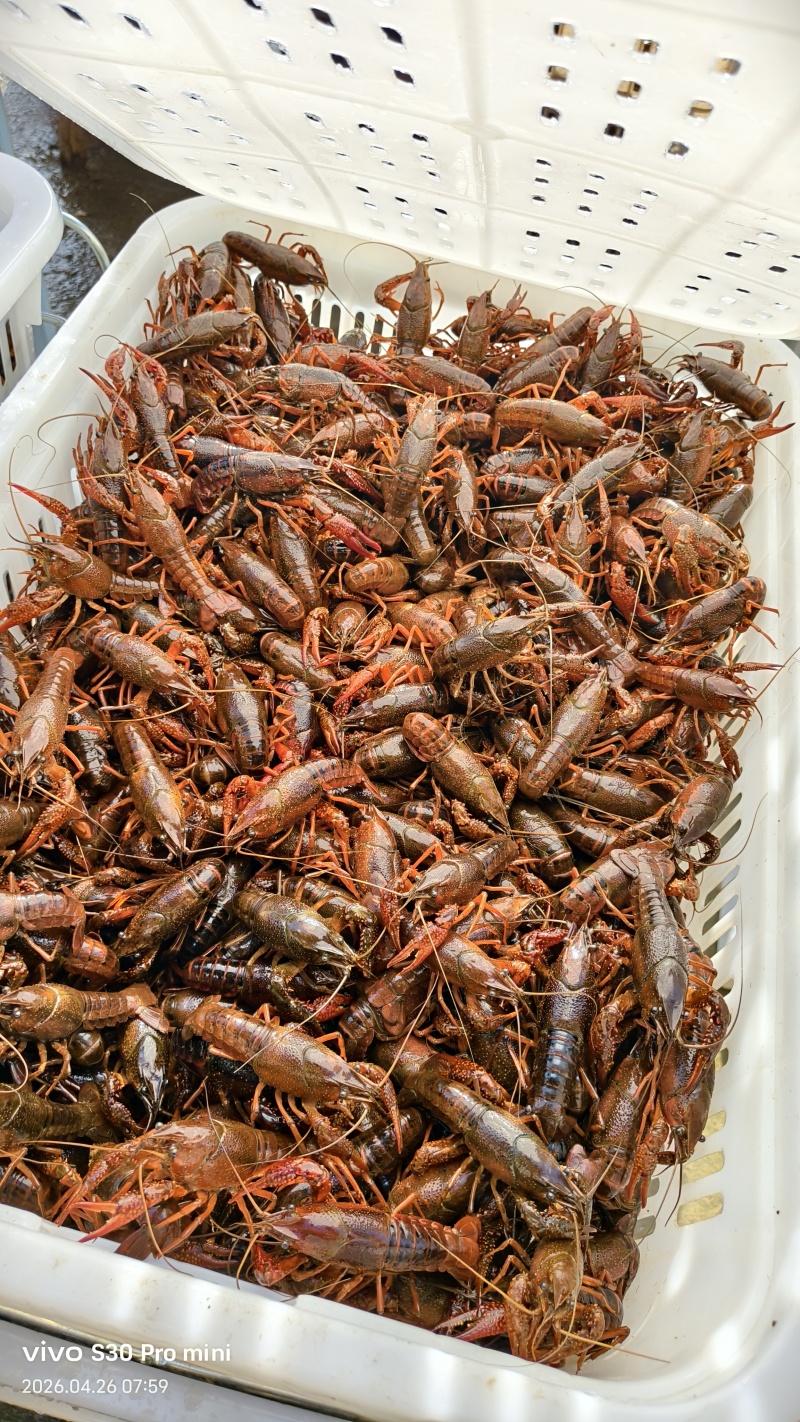 江苏宿迁小龙虾产地直发正宗品质2~3.5钱小青一手货源