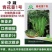 【力禾种苗】吉祥西兰苔种子西兰花芦笋青花菜芥兰基地优选蔬