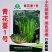 【力禾种苗】吉祥西兰苔种子西兰花芦笋青花菜芥兰基地优选蔬