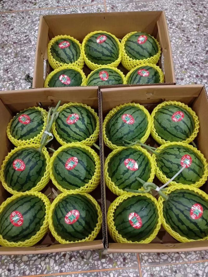冰糖子，2K礼品小西瓜。