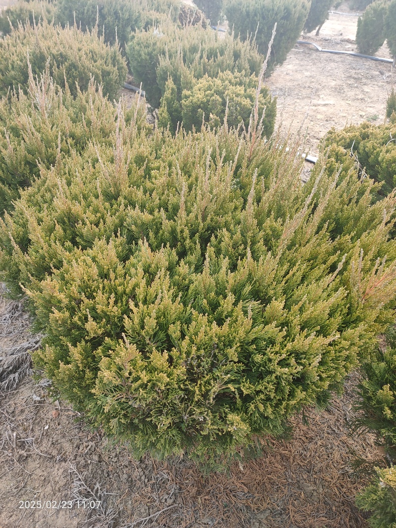 精品龙柏球基地直销