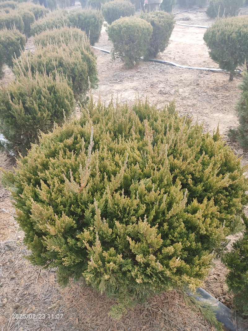 精品龙柏球基地直销