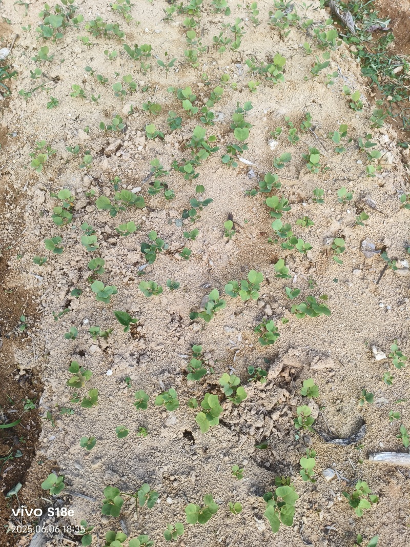 马褂木芽苗