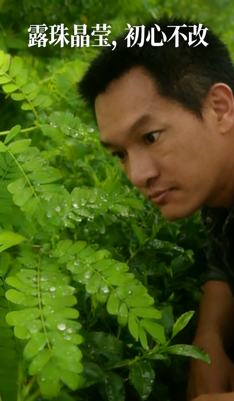新鲜鸡骨草相思茶当季上市了相思茶了需要的看看欢迎采购