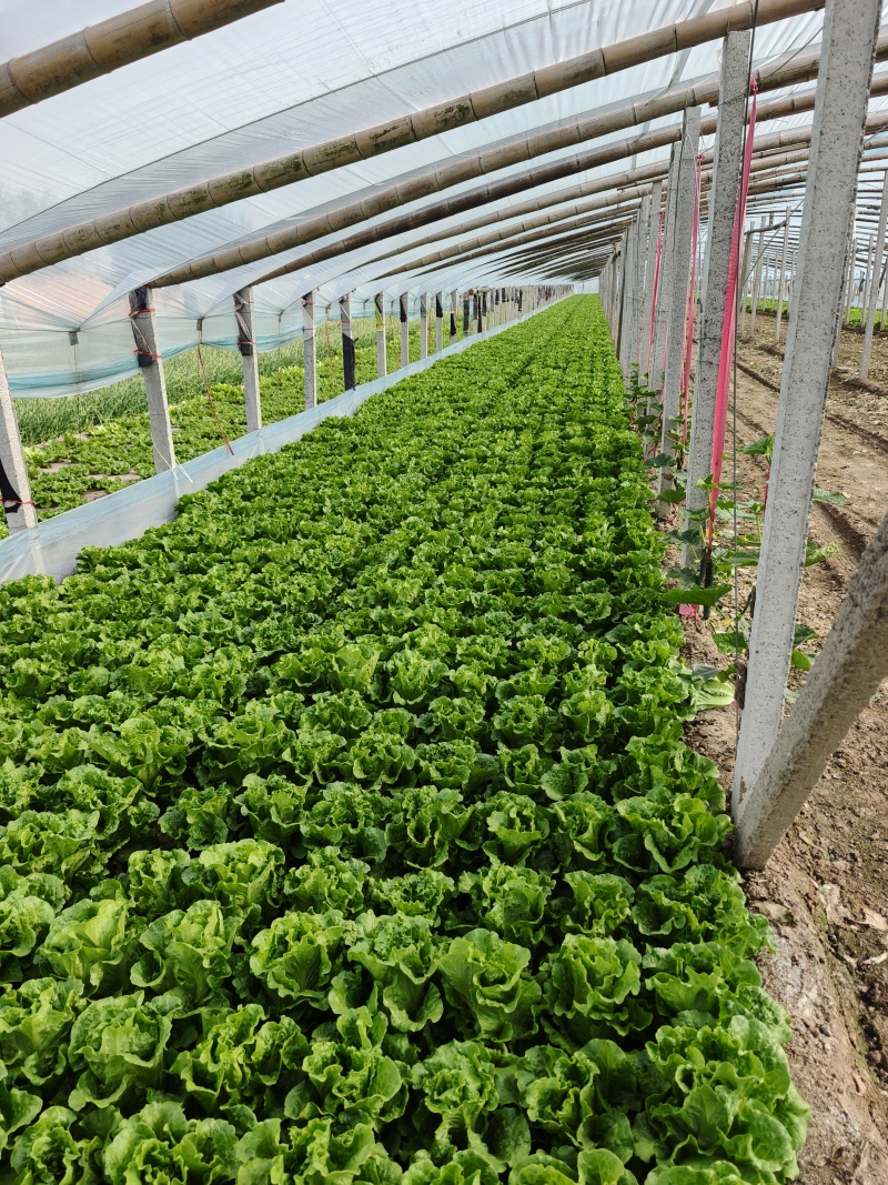 内黄内黄县意大利生菜大量供应每天现货