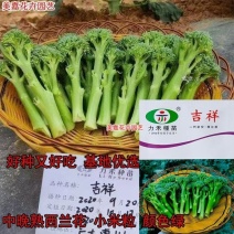 【力禾种苗】吉祥西兰苔种子西兰花芦笋青花菜芥兰基地优选蔬