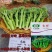 【力禾种苗】吉祥西兰苔种子西兰花芦笋青花菜芥兰基地优选蔬