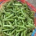 河南豌豆荚，中碗9，长寿仁，供应商超，市场，产地批发