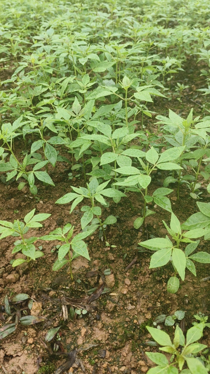厚皮川黄柏芽苗