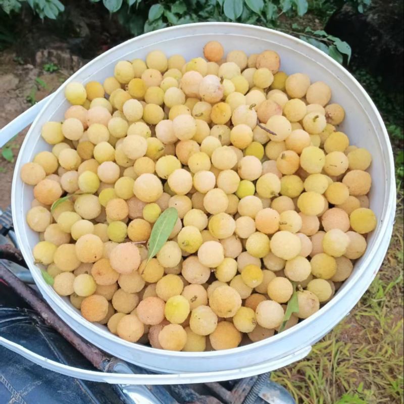 潮汕白杨梅腌制泡酒专用