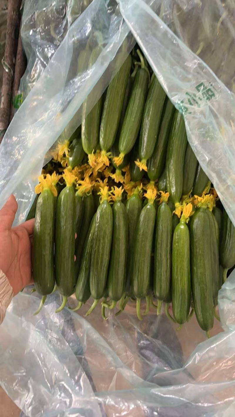 寿光市水果黄瓜，大鲜花.专业代购代销.对接商超.批发市场