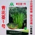 青花薹1号中晚熟西兰苔种子杂交青花菜种籽口感脆嫩春秋蔬菜