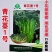 青花薹1号中晚熟西兰苔种子杂交青花菜种籽口感脆嫩春秋蔬菜