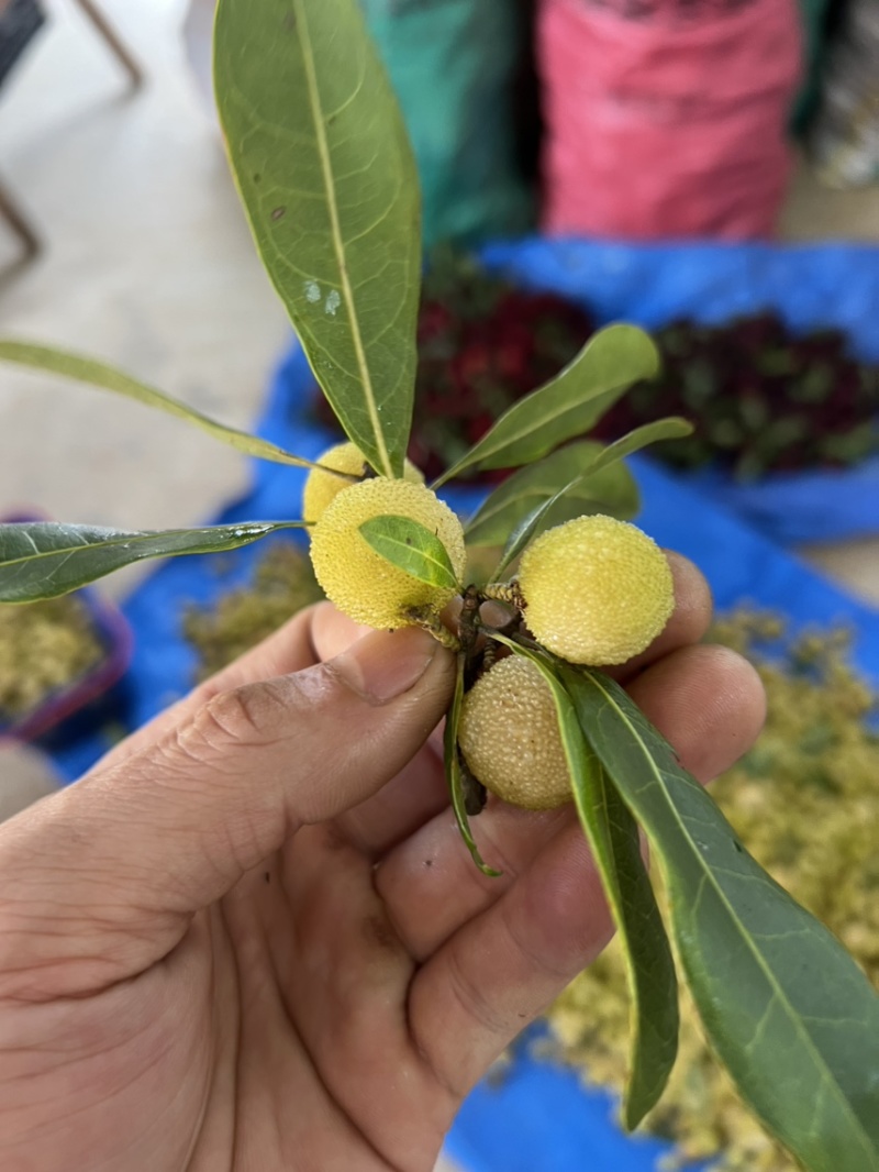 潮汕白杨梅腌制泡酒专用