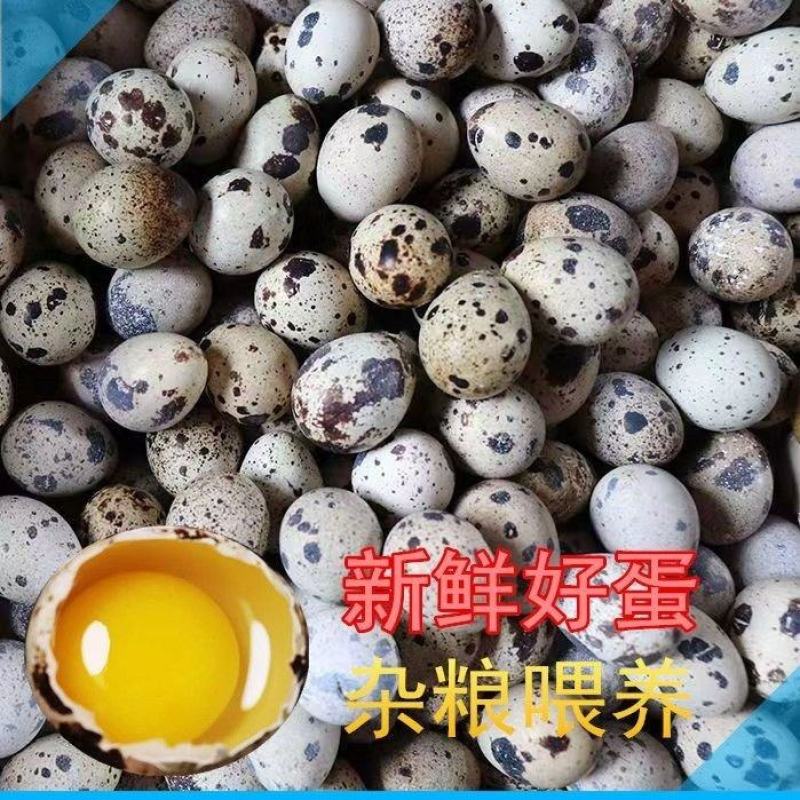 农家喂养高营养新鲜鹌鹑蛋宝宝辅食批发***蛋中小人参散养