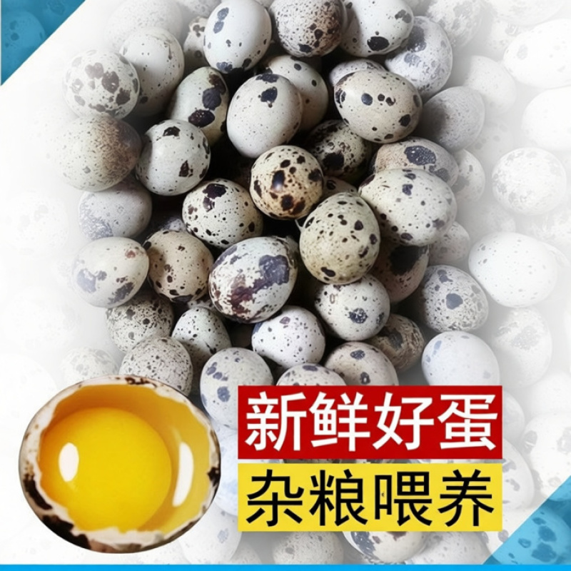 农家喂养高营养新鲜鹌鹑蛋宝宝辅食批发***蛋中小人参散养