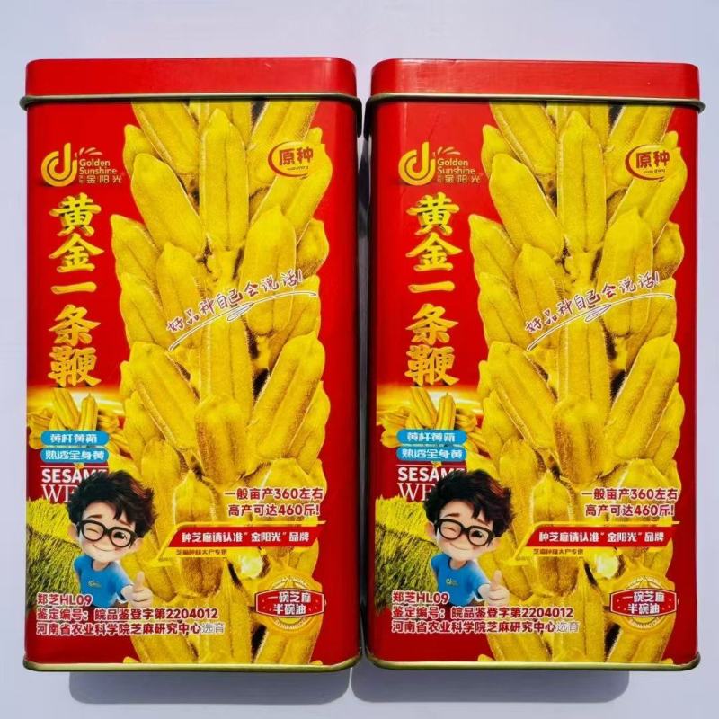 黄金一条鞭芝麻种子黄杆黄蒴白芝麻种子杂交丰产夏播芝麻种子